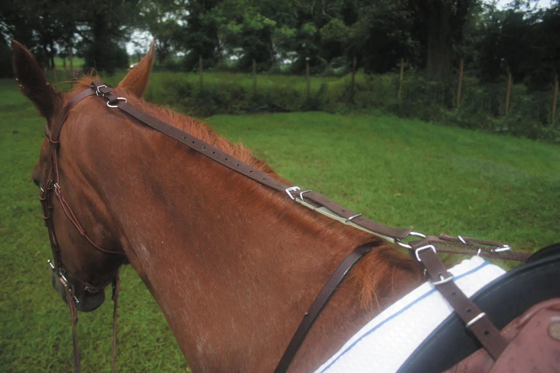 Anti-Grazing Strap