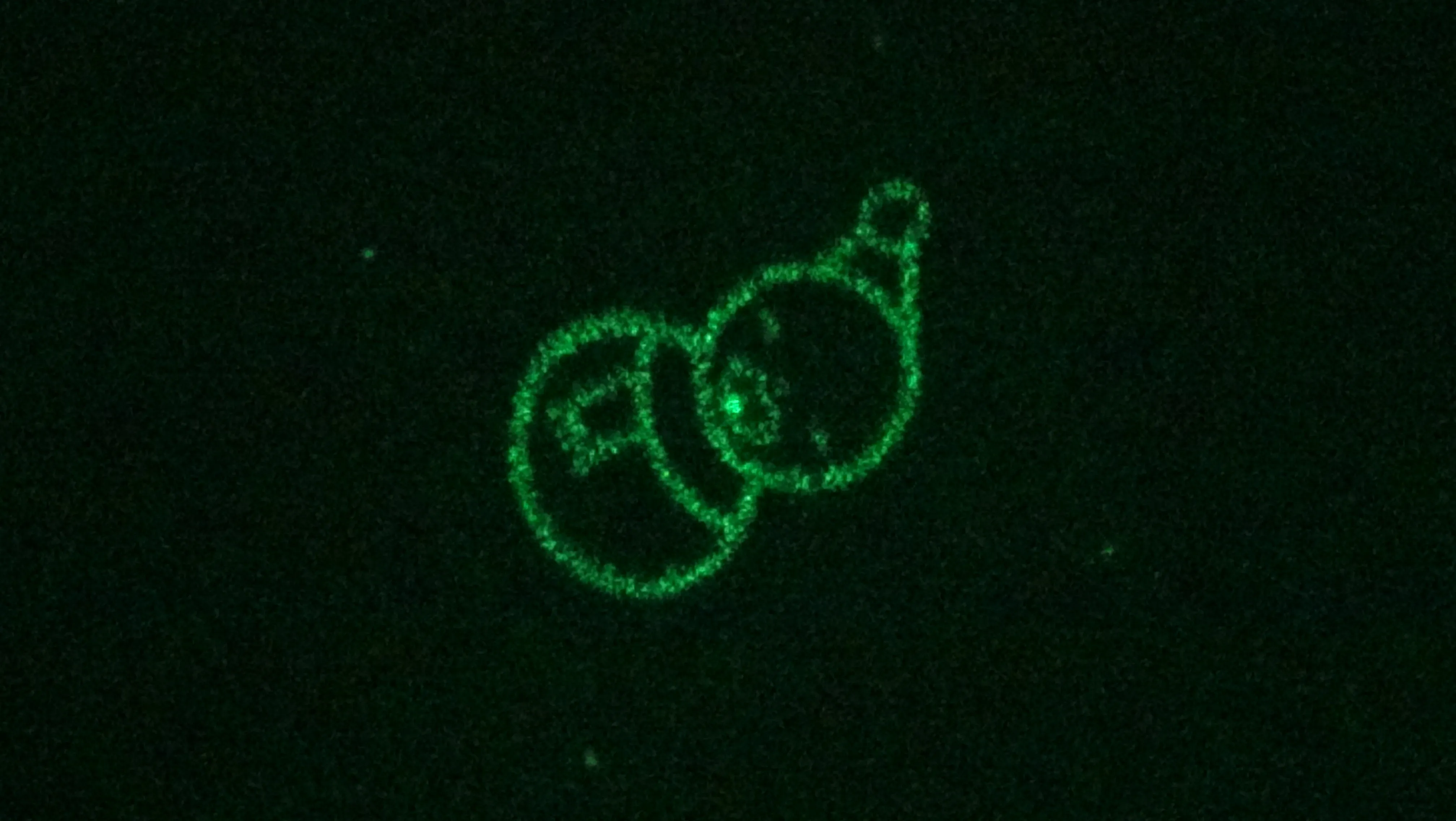 Red & Green Christmas Collage™ Laser Projector